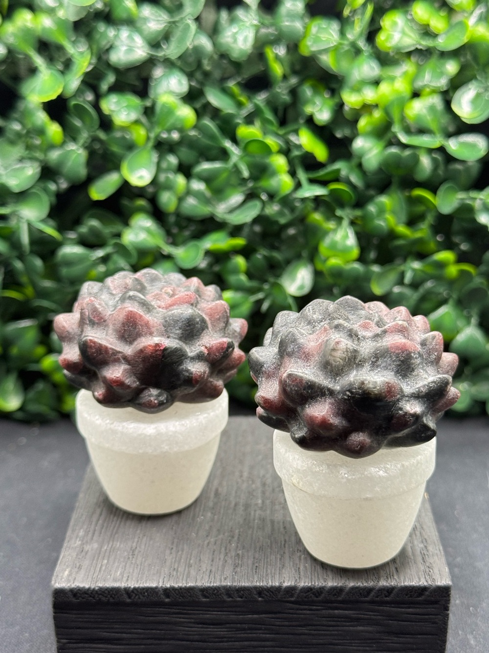Adorable Garnet Succulent in White Jade Pot